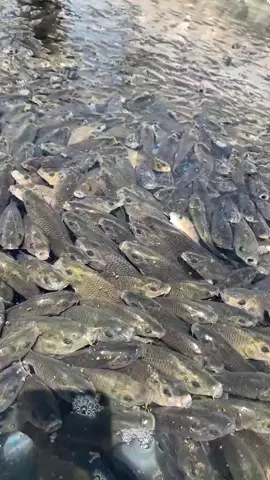 Part 786 #Fish 🐟🐠 viral Foryou video viral #foryouforyou Foryouforyou #Fishing🐠🐟 #foryoypage#Fishing🐠🐟 