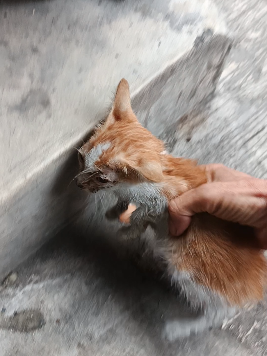 Tidak ada yg kebetulan #rescuekitten #adopsikucing #kucingterlantar #catrescue #kucingoyen 