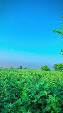 #پنداں_والے❤️‍ #آرائیں #shukar #foryoupage❤️❤️ #foryou 