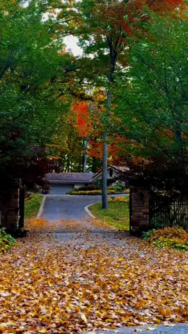 #creatorsearchinsights #autumn #autumnvibes #fallincanada #foryou 