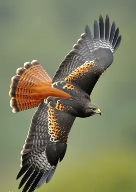 #احذر_الحر_تامر_البدوي  #fyp 