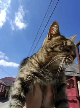 Беззубик ю хар са , любимая кошка 