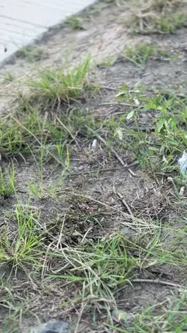 Wee sadarko sodarah😂