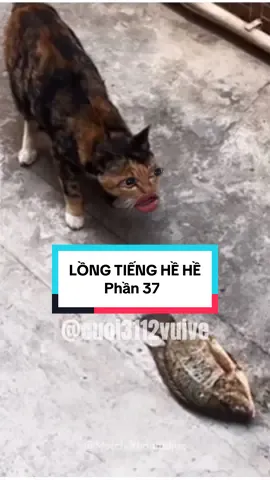 Làm vậy coi được không ní?                         #cuoivuive #cuội #cuoi3112vuive #xuhuong 