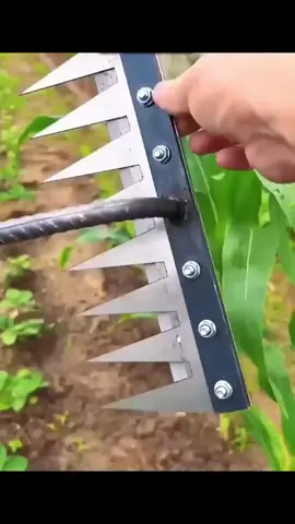 #creatorsearchinsights #incentivosliveentiktok 