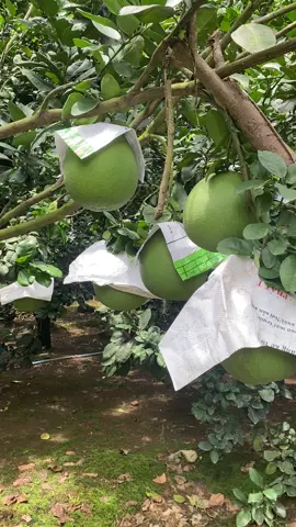 Khi nào mới chốt được vườn cành lá víp như vậy nữa,Cành lá víp khách cắt rồi 😁😁😁😁😁#bưởidaxanh #bưởi #bươingon #xuhuong #traicay @˚˖🌷͙֒✧ᒪᎥᑎᕼ~ᑭᕼạᗰ˚.🎀༘⋆ 