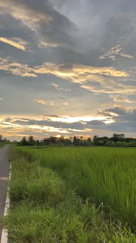 ลมหนาวเริ่มมาละเด้อ🌾#วิวบ้านนอก🍃 #ท้องฟ้ายามเย็นพระอาทิตย์ตก🌄 #อย่าปิดการมองเห็น #ฟีดดดシ 