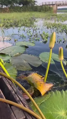 যে ঠকে বেশি তার জীবনে উন্নতি বেশি 💚🌼🫰#islamic_video #viralvideo #foryou #foryoupageofficiall #tangail 