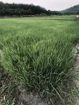 最痛的距离，不是天各一方，而是近在咫尺却无法拥抱。 