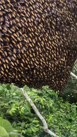 Panen Madu 🐝 Muda Alam!  #maduasli #madusarang #maduhutan #maduhutanasli 