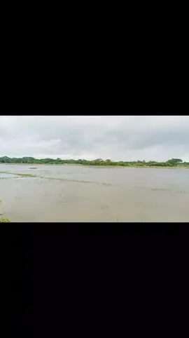 নদীর তীরে  কবিরপুর চর ফরিদপুর 