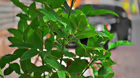 معانا مهيش حابه