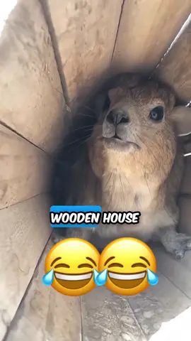 #funnyvideo #talkingdog #talkingcat #voiceover #animalsoftiktok 