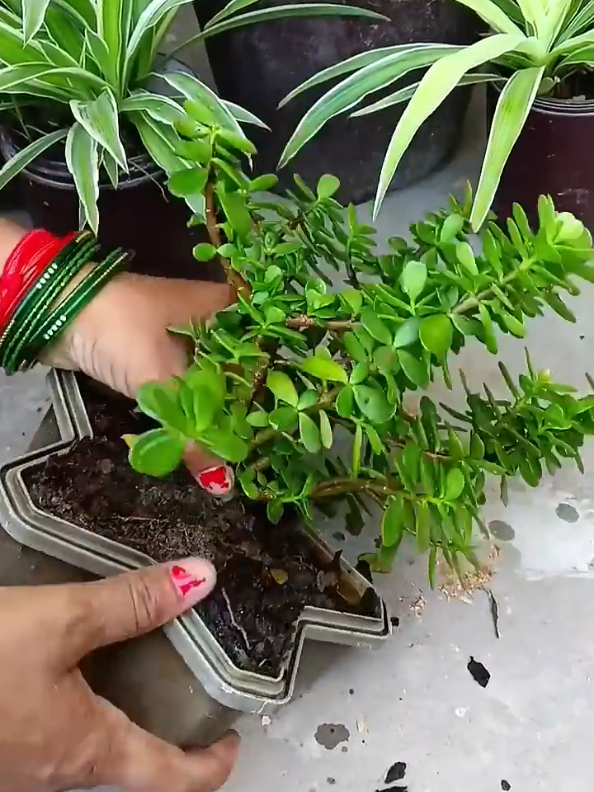 #jade #plants #reporting  #gardening #plantoftiktok 