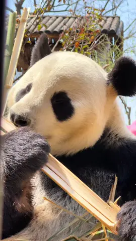 #pandalover🐼 #viralvideos #foryour #panda