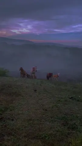 Ginger is giving serious main character energy #horseboarding #njhorses #njrodeo #sussexcountynewjersey 