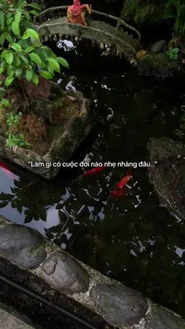 …#tamtrang #story 