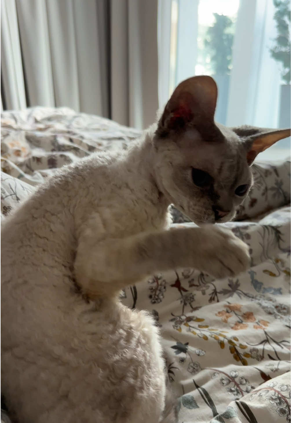 #fyp #devonrex #cat #cats 