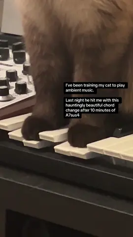 I’ve been training my cat to play ambient music.  Last night he hit me with this hauntingly beautiful chord change after 10 minutes of A7sus4 #cats #ambient 