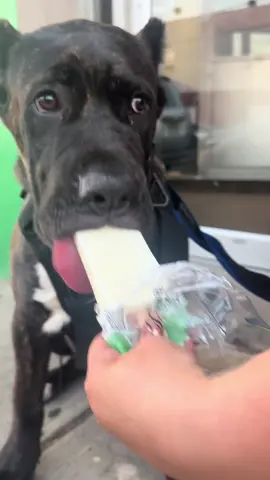 @Toby #canecorsopuppy #kingcorso 