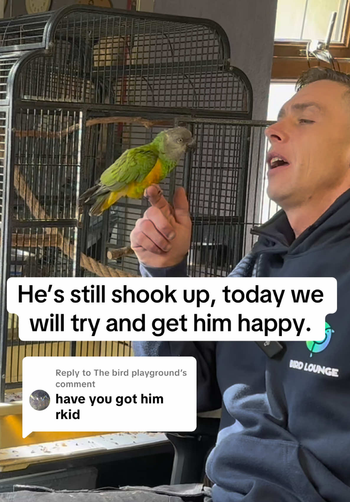 Replying to @The bird playground  After the scariest day , we finally found Billi, my Senegal parrot, after he went missing in the woods. He was out all night, terrified, and completely shaken up — but thankfully he’s home again. Today is Day Two, and this is the first step in trying to bond back with him after everything he’s just been through. He’s traumatised, nervous, and still on edge, but for a short moment, Billi let me make the first move towards trust again. This is Part One of Billi’s recovery journey — a raw look at what it’s really like when a parrot goes through something traumatic and how much patience and love it takes to help them heal. follow Billi’s story as we work through this together.  #billytheparrot #parrot #parrotrescue #fypシツ 