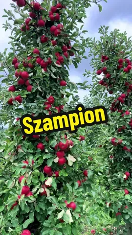 30 lat, a forma jak u nastolatka w Szampionie 😍