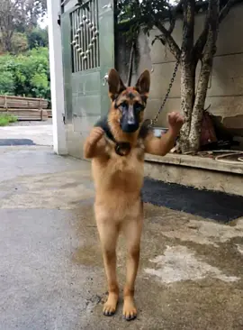 Động vật múa đáng yêu #xuhuong #dog #kungfu #cutedog #funnyvideos 
