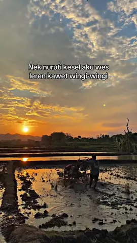 Tetep Sesss                                                              #tanibalapteam #ponorogo24jam #petaniindonesia🇮🇩🇮🇩🇮🇩🌿🌿 #petanimuda #traktorsawah 