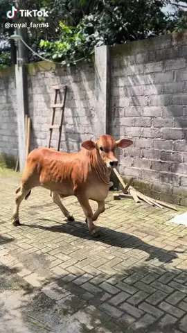 Brahman cros..#sobatngaret #tukangngaritindonesia #pedetsuper #peternakmuda #fyp 