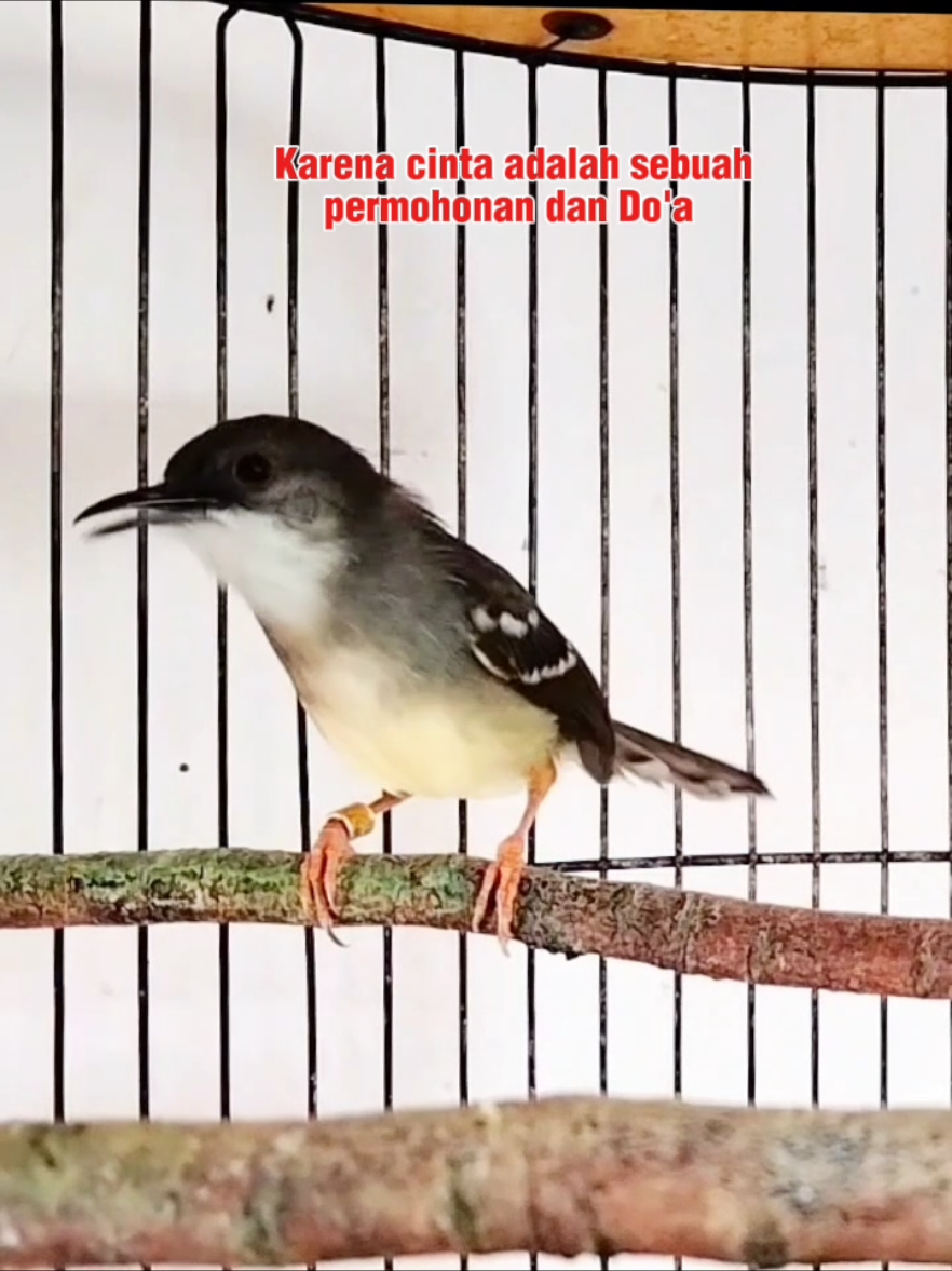 Tetap Lakukan yg terbaik yg bisa di lakukan, berDo'a sisanya tawakkal #ciblekkristal #ciblekngebrenngunci #ciblekngenren #ciblekngebrenpanjang 