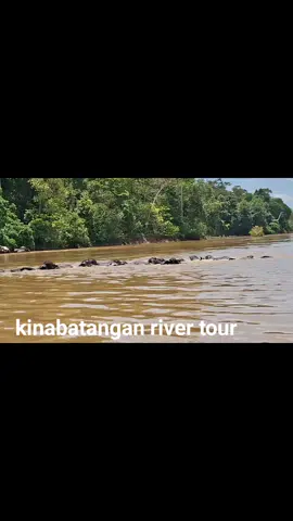 kinabatangan river Tour..  borneon pygmy elephant