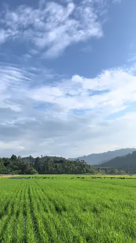 Batputih, kolaka utara #kolakautara 