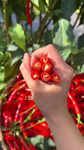 🌶️เมล็ดพริกช่อฟ้าจีนดกมาก ปลูกได้ทั้งปี เมล็ดพันธุ์คัดพิเศษอัตรางอกสูง พันธุ์ดกโตไว🌶️ #พริกช่อฟ้า #พริกชี้ฟ้า #พริกชี้ฟ้า🌶🌶🌶 #เม็ดพริก 