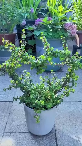 Succulent Decor Ideas: Creative Ways for Your Home and Garden! | Succulents | 多肉植物 #succulentaddict #plants #succulentsoftiktok #succulentgarden #plantsoftiktok 