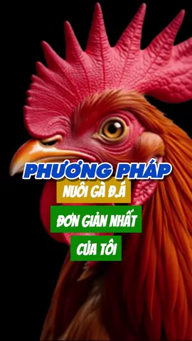 Phương pháp nuôi gà đ.á đơn giản nhất của tôi #suke #chienke #tiktokgachoivietnam❤️ #toiyeugachoi❤️❤️❤️ #gàchoivietnam🇻🇳 