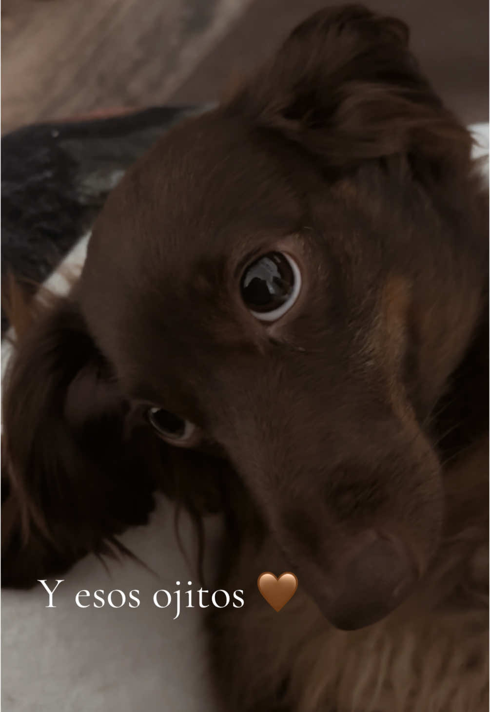 Mi Lucy🤎 #dachshundsoftiktok #dachshundpuppy #dachshund #houstondachshunds #houstontx #fyp #foryou 