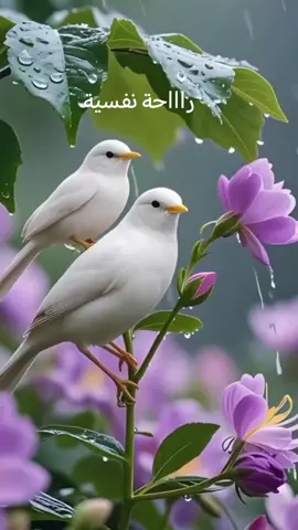 سبحان منزل القرأن