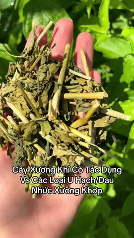 Xương Khỉ Nguyên Chất Phơi Khô Tự Nhiên( Hàng Mới Xanh Sạch Thơm Cho Cô Chú Anh Chị Nào Cần ạ)#cayxuongkhi #quynhthaoduoc #daunhucxuongkhop #tebichantay #utuyengiap 