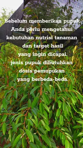 #bibitdurian #mucharorbibitbuah #duriantravelerindonesia #durianindonesia #ilmupertanian 
