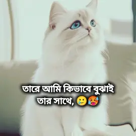 তারে আমি কিভাবে বুঝাই তার সাথে বকবক না করলে আমার ভালো লাগে না 😩💓#foryou #foryoupage #foryoupageofficiall #tiktokBangladesh #fyppppppppppppppppppppppp 