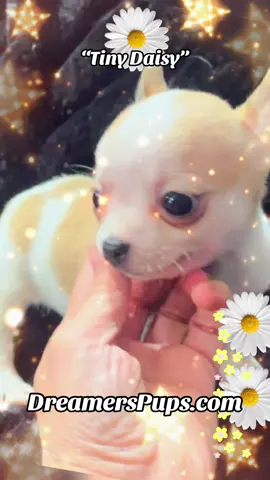 My Sugar Plum Smiles! @DREAMERSPUPS.com #chihuahuapuppy #teacupchihuahua #foryou #chihuahualovers in #tennessee 🌼🐾