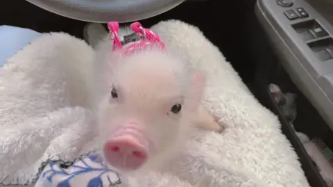 #マイクロブタ #micropig #cute #可愛い #キティちゃん 