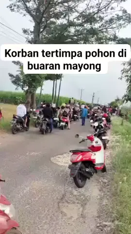 Telah terjadi peristiwa pohon randu tumbang di daerah Buaran Mayong Jepara yang menimpa seorang pengendara motor, untuk korban sudah di bawa ke RS terdekat. Senin, (29/09/2025) siang. Korban Bapak Roni warga bandung pule Mayong Jepara, sepeda motor sudah dievakuasi oleh Warga dan Polsek Mayong. #jurnalpantura 