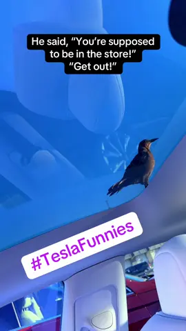#tesla #teslafunny #texas #birds #birdsoftiktok 