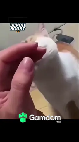 #viral #fyp #cat #catsoftiktok #cats 