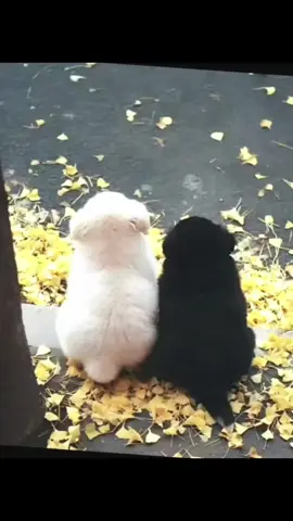 dễ thương quá hà 🥰🥰 mãi bên nhau bạn nhé 🥰🥰