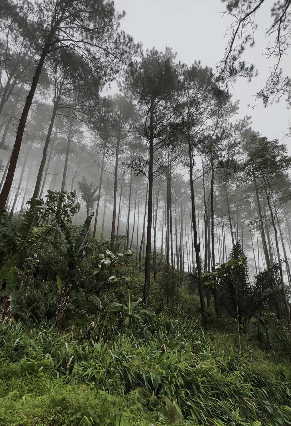 #bujang #bukitjanglangas #tundagan #watukumpul #pemalanghits 