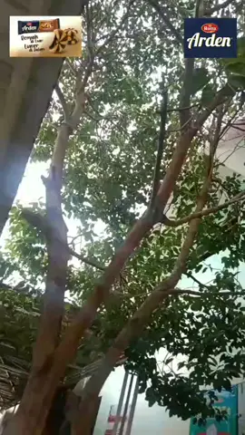 Iklan makanan ringan (Arden) Kelompok 5: -M. Egil Rohmatullah -M. Dafa Mulanda Pratama -M. Aldy Fairuz Hamzah -Meyfira Aprillia @Andik Chelsea Widodo 