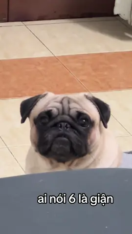 khó nói… #pug #pet #fyp 