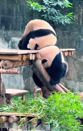 #可愛い #パンダ 